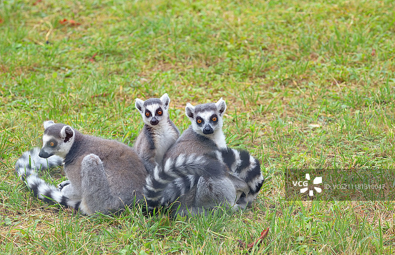 环尾狐猴（猫狐猴）在田野上图片素材