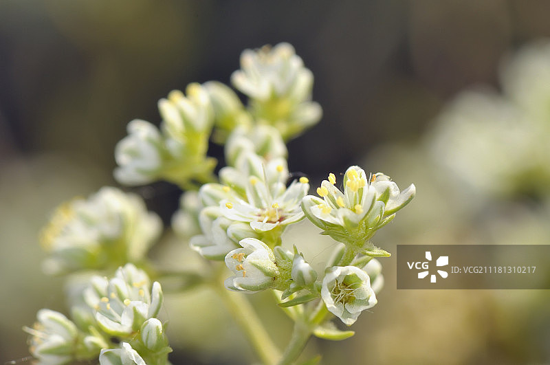 碎米荠花微距图片素材