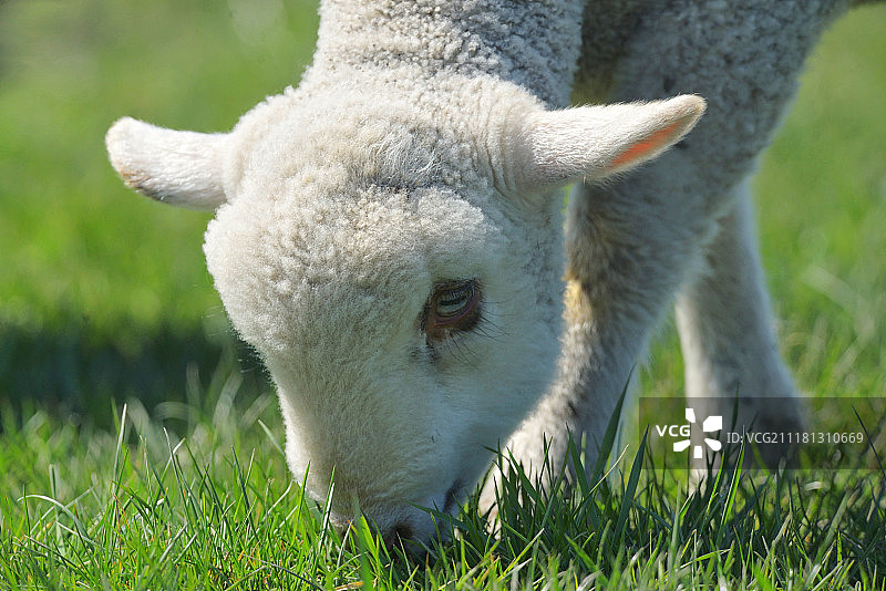 羊在绿草地上吃草图片素材