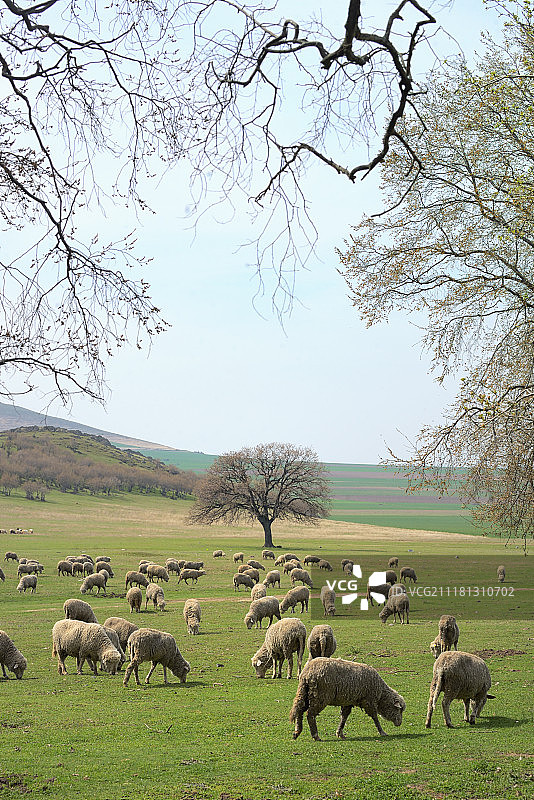 春天田野里的羊群图片素材