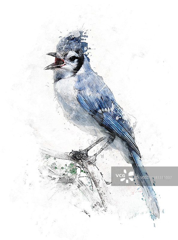 蓝松鸦水彩数字绘画图片素材