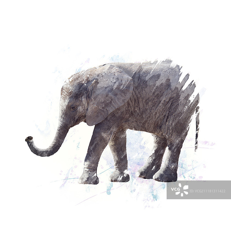 小象数字绘画图片素材