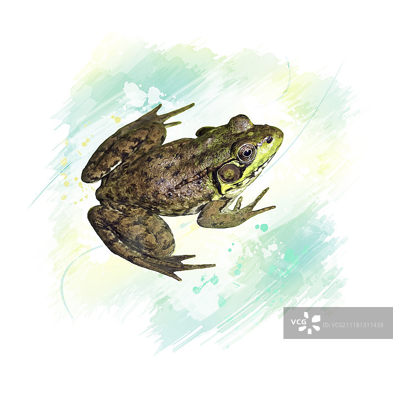 普通水蛙的数字绘画：水彩普通水蛙图片素材