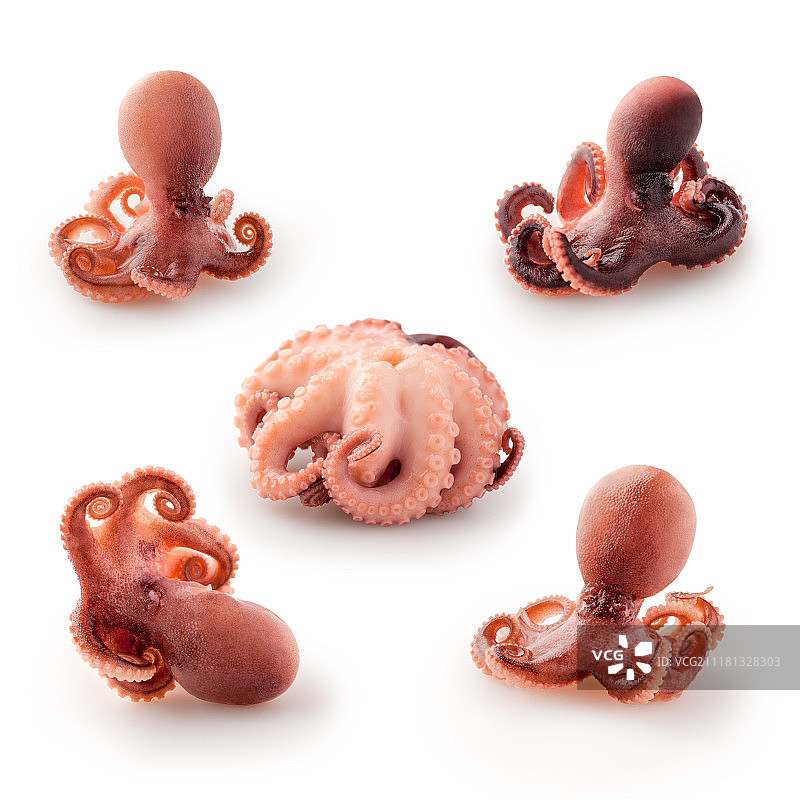 美味的煮熟小章鱼，真正的美食海鲜； 孤立在白色背景上，以上视图图片素材