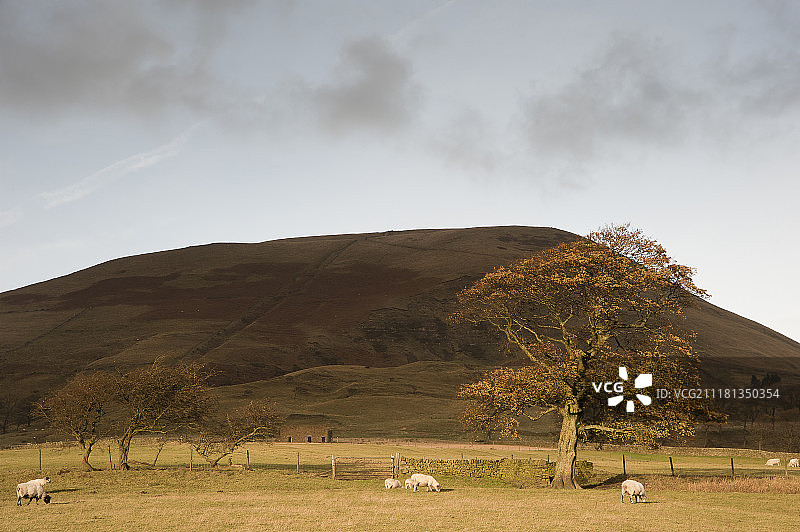 峰区国家公园金德童军山麓的秋树与绵羊图片素材
