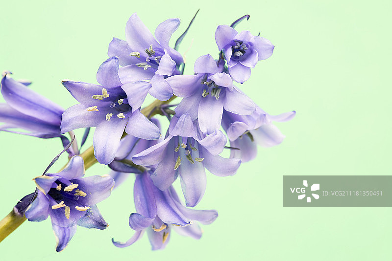 西班牙风信子图片素材