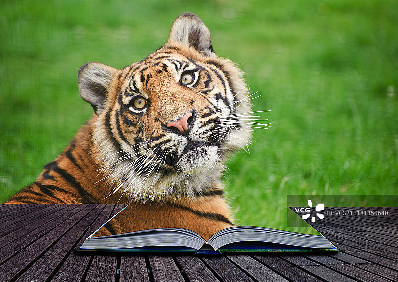 老虎在魔法书页中的创意合成图像图片素材