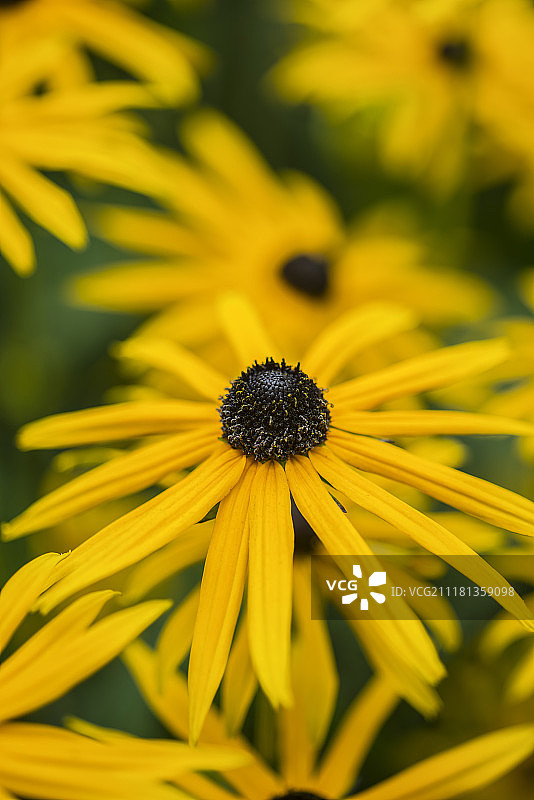 夏季黑眼苏珊花的鲜艳特写图像图片素材