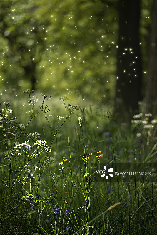 梦幻风格的风景图片：夜幕中萤火虫闪烁，夜间森林场景图片素材