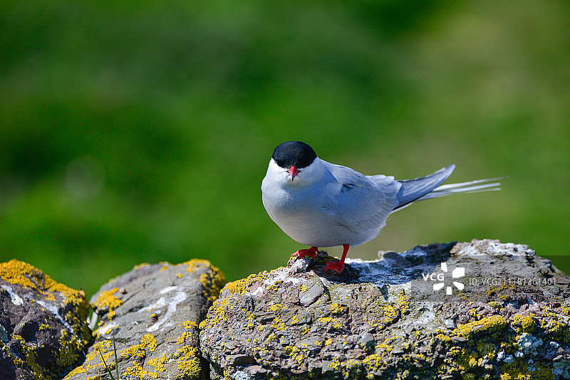 可爱的北极燕鸥栖息在明媚春日阳光下的墙上图片素材