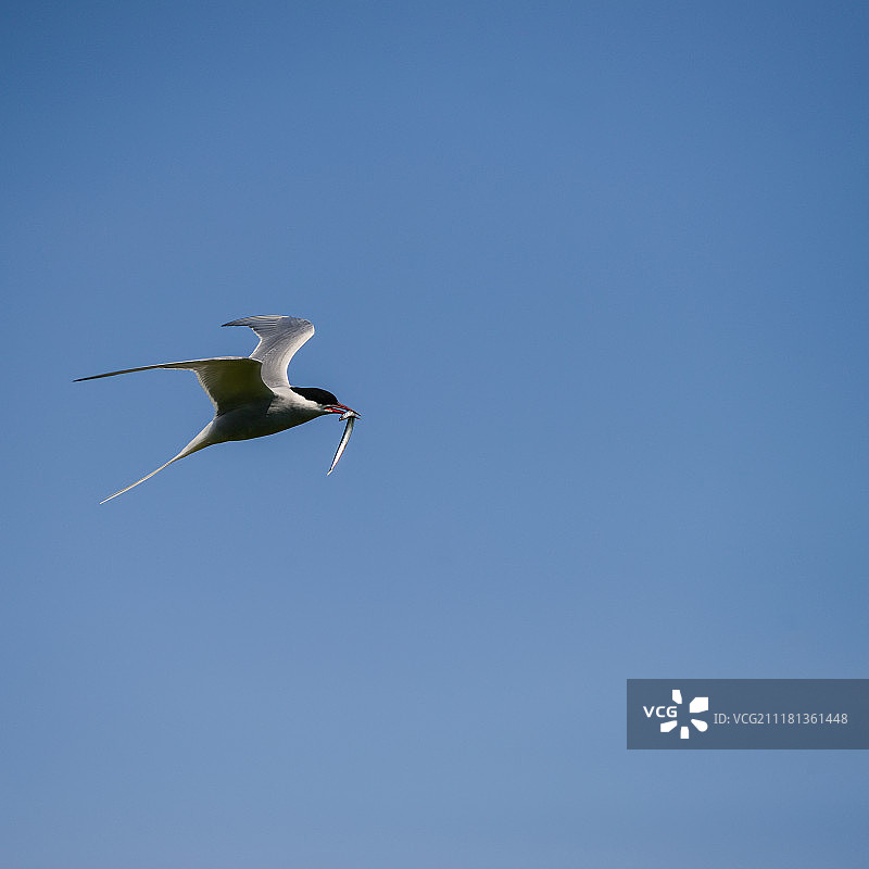 蓝天飞翔的北极燕鸥图片素材