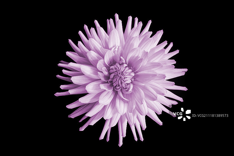 花园中带雨滴的黑色背景上的美丽粉色大丽花图片素材