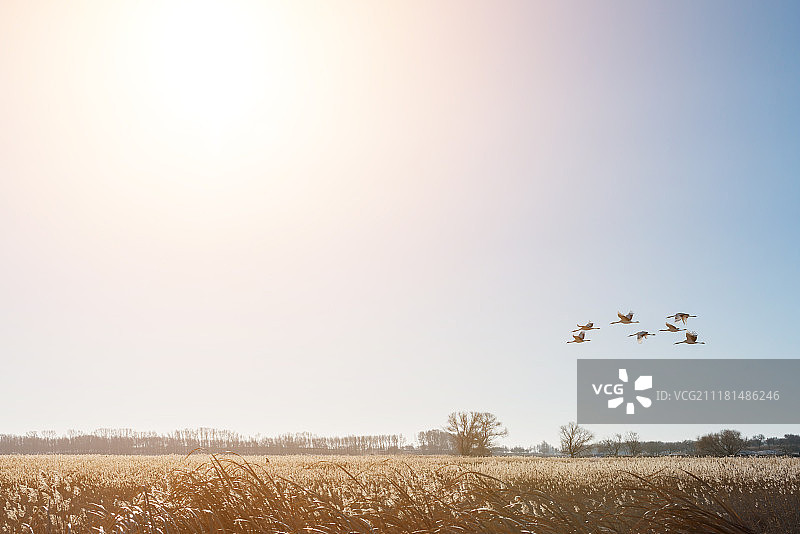 吉林白城向海国家自然保护区内的丹顶鹤图片素材