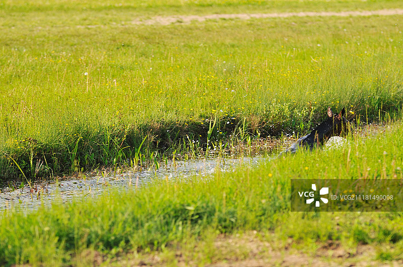 户外奔跑玩耍的美丽骏马图片素材