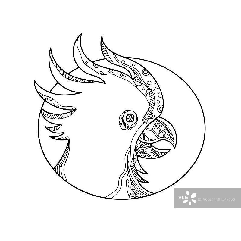 黑白鹦鹉曼陀罗风格涂鸦插画图片素材