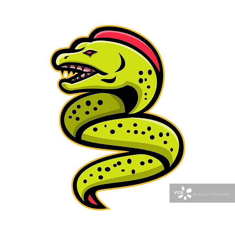 海鳝体育吉祥物。愤怒的海鳝或海鳝科动物的吉祥物图标插图，咽颌向上，从侧面观察，以复古风格在孤立的背景下显示图片素材