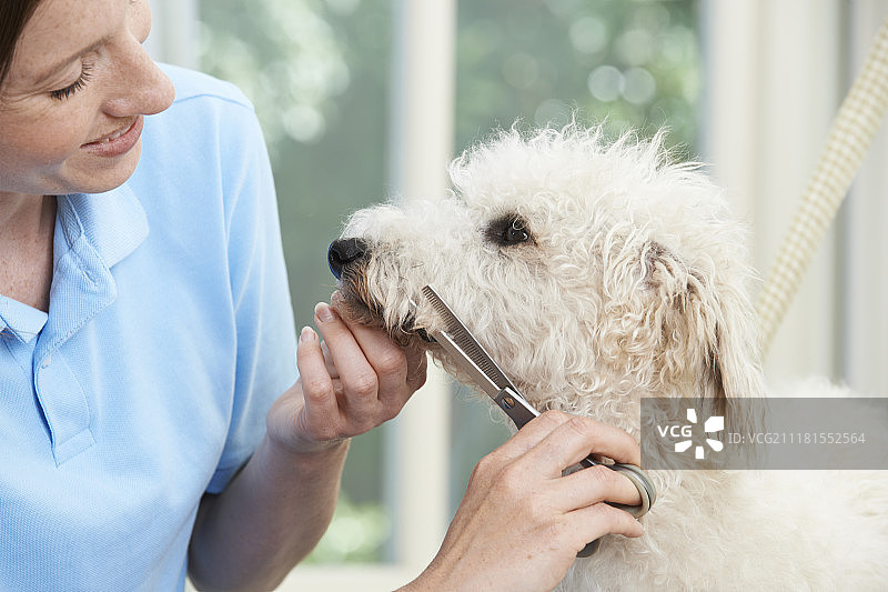 宠物狗在宠物店接受专业美容图片素材