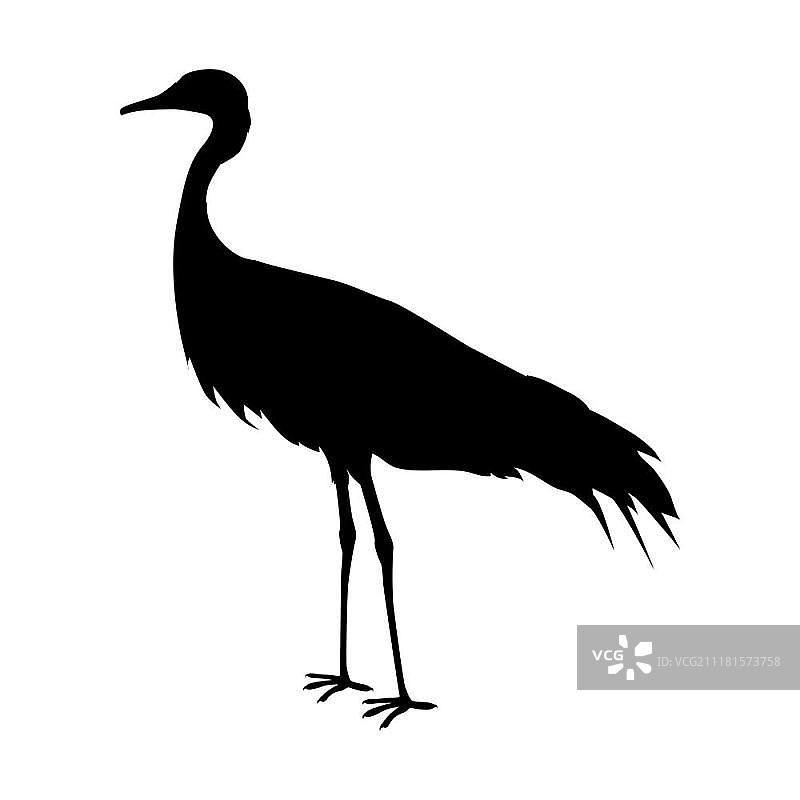 蓑羽鹤扁平风格矢量插画。水鸟野生动物概念。欧亚动物群百科全书、儿童书籍插图。美丽的鹤鸟站立，与白色背景隔离。图片素材