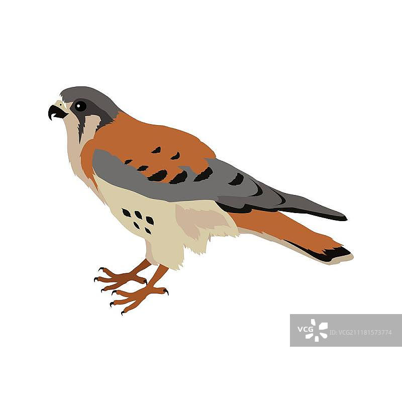 美洲红隼扁平风格矢量插图图片素材