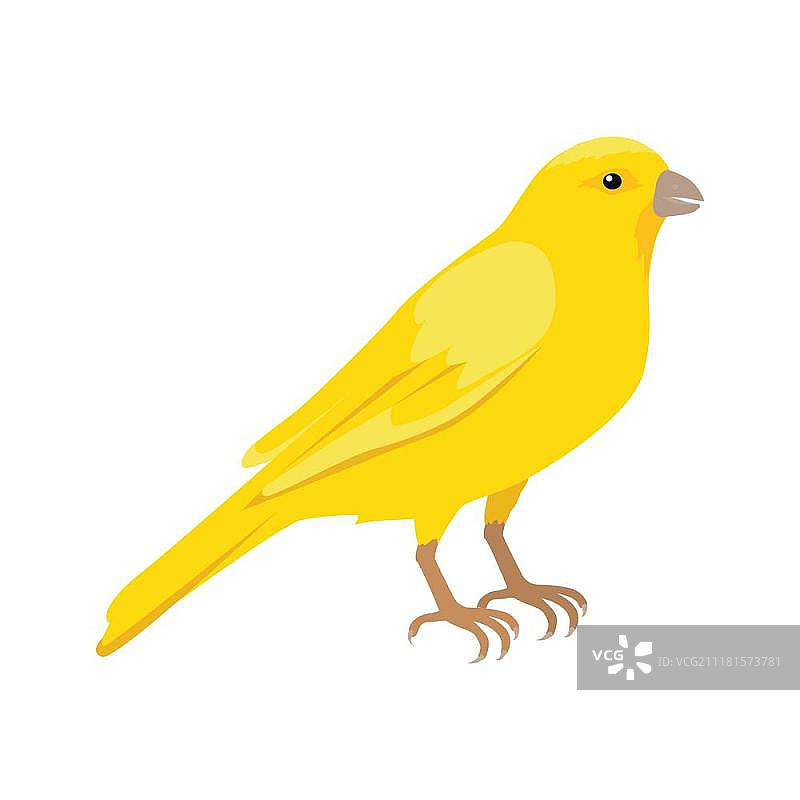 扁平风格金丝雀矢量插图。金丝雀矢量图。扁平风格的家养鸣禽概念插图，适用于宠物店广告、儿童书籍插图。美丽的黄色金丝雀栖息在白色孤立的树枝上。图片素材