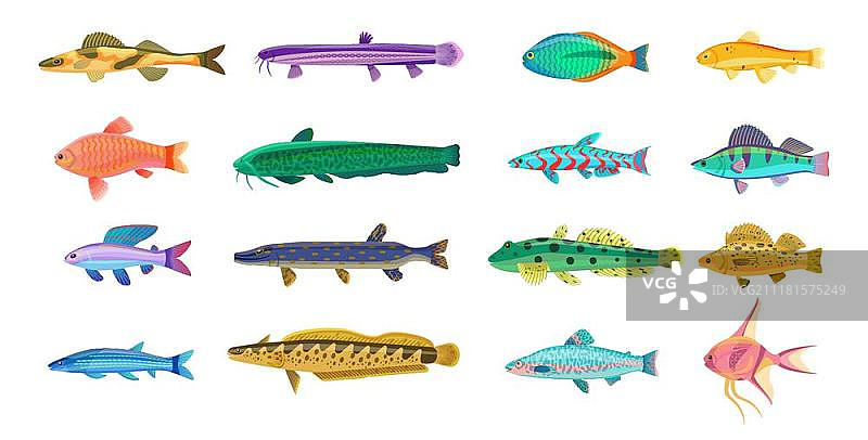 海洋和色彩鲜艳的淡水鱼图片素材