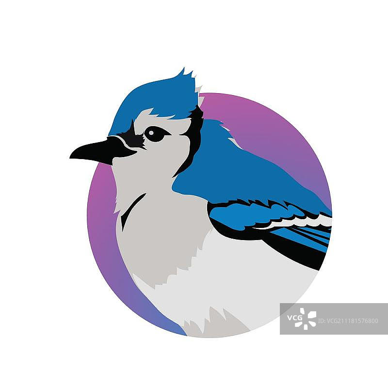 扁平风格蓝松鸦矢量插画。蓝松鸦矢量图。扁平风格的鸟类野生动物概念设计。北美动物群插画，适用于印刷品、海报、儿童书籍。美丽的松鸦鸟栖息在白色背景上。图片素材