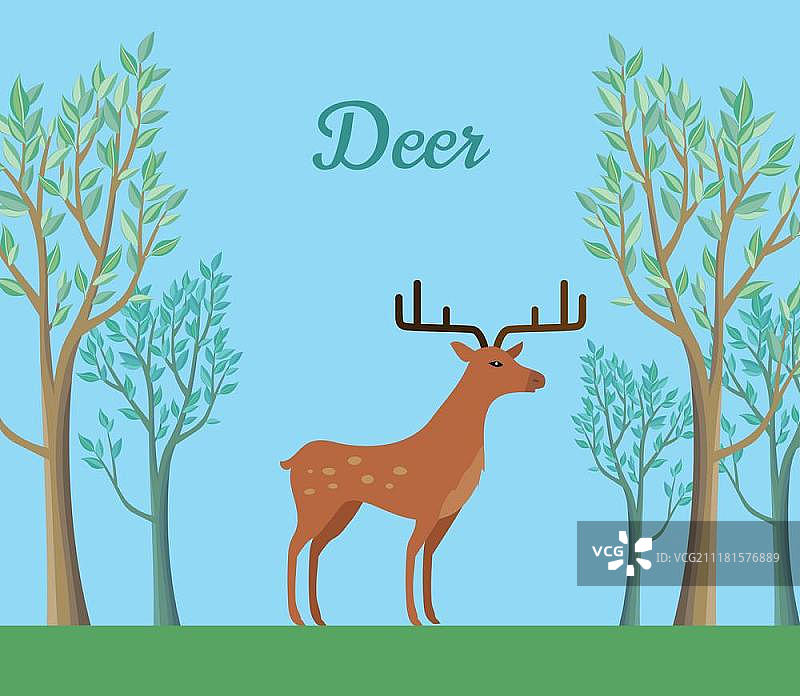 森林中的红鹿与鹿角图片素材