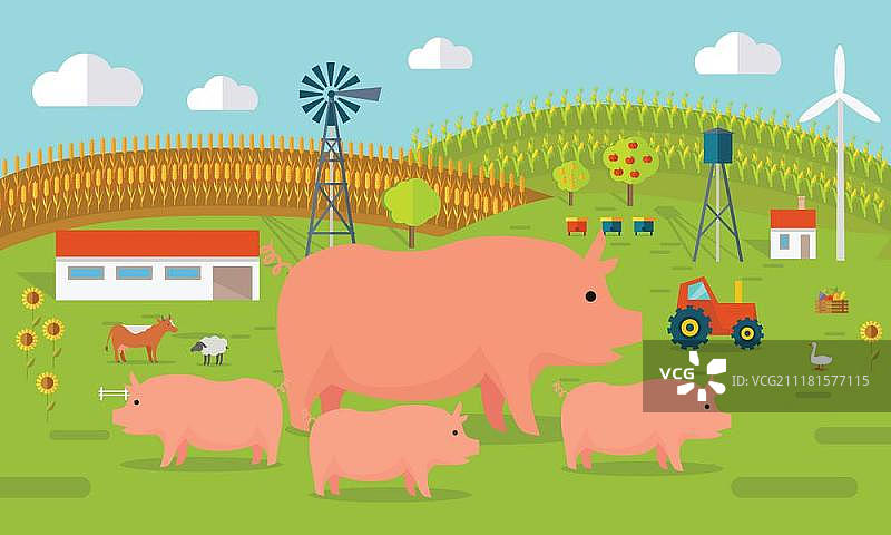 农场矢量插图：扁平化设计，猪站在农场景观前，背景是拖拉机、牛和农田，有机农业概念，传统农业，现代生态农场图片素材