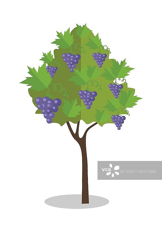 葡萄架上的紫色葡萄图片素材