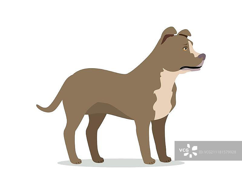 白色背景下的美国比特斗牛梗。美国比特斗牛梗隔离。美国斯塔福德梗，恶霸犬和斯塔福德郡斗牛梗。由斗牛犬和梗犬繁殖而成。斗犬。小狗图标系列。矢量图片素材