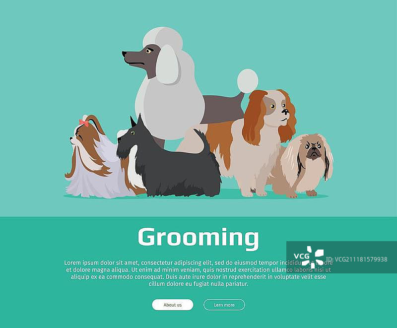 宠物狗美容banner：长毛犬品种，宠物店海报。北京犬、西施犬、贵宾犬、苏格兰梗、阿伯丁梗矢量图图片素材