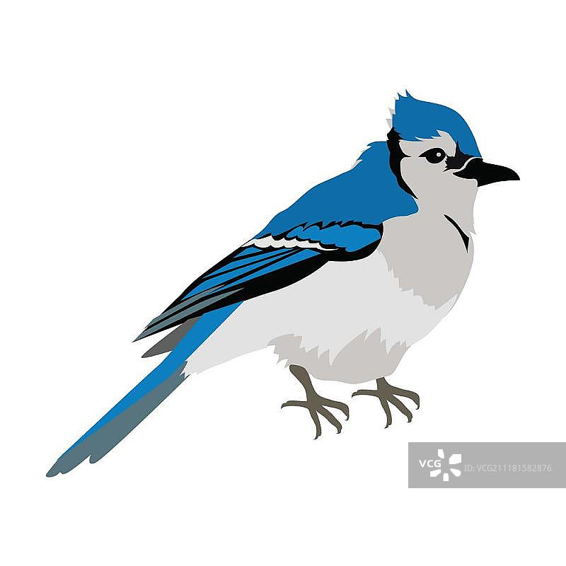 扁平风格蓝松鸦矢量插画。蓝松鸦矢量图。扁平风格的鸟类野生动物概念设计。北美动物群插画，适用于印刷品、海报、儿童书籍。美丽的松鸦鸟栖息在白色背景上。图片素材
