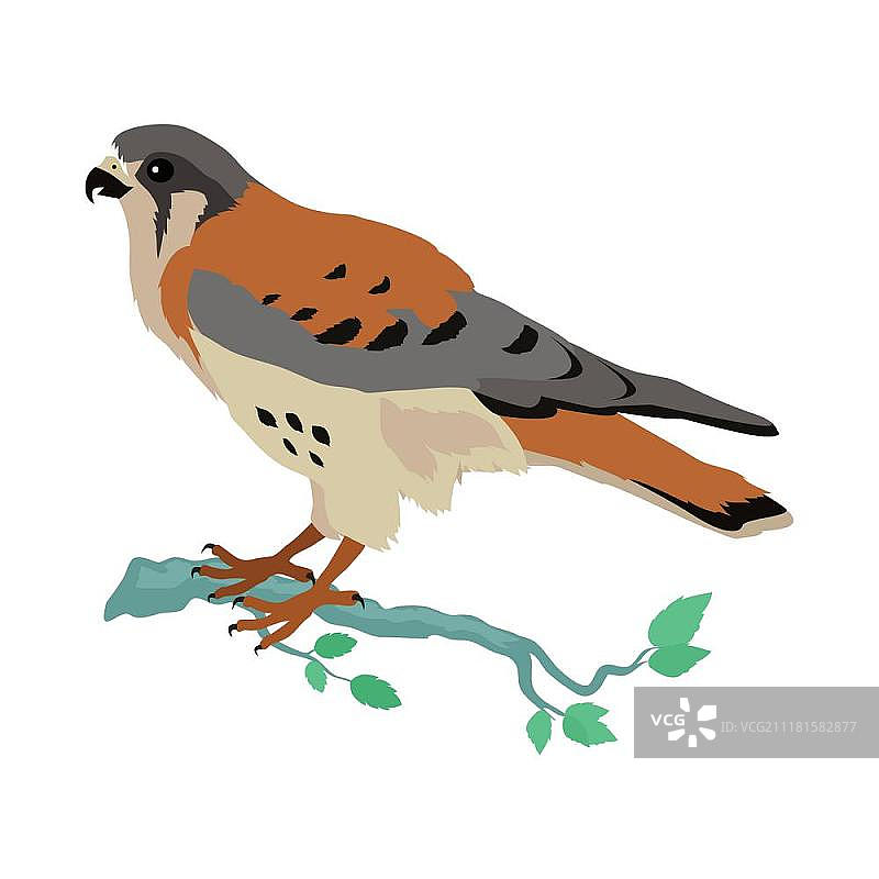 美洲红隼扁平风格矢量插图图片素材