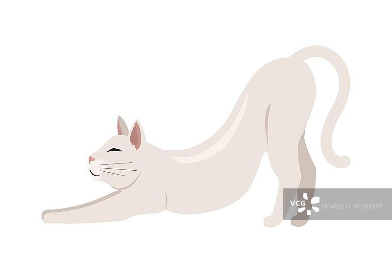 扁平矢量伯米拉短毛猫插画图片素材