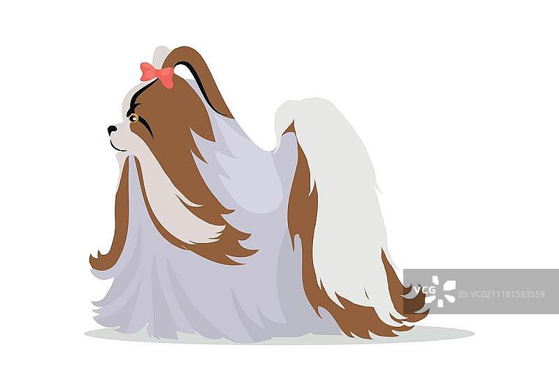 马尔济斯犬或约克夏犬，长发，头戴蝴蝶结。扁平设计矢量。家养朋友和伴侣动物插图。适用于宠物店广告、爱好概念、繁殖插图。马尔济斯犬品种矢量扁平设计插图。图片素材