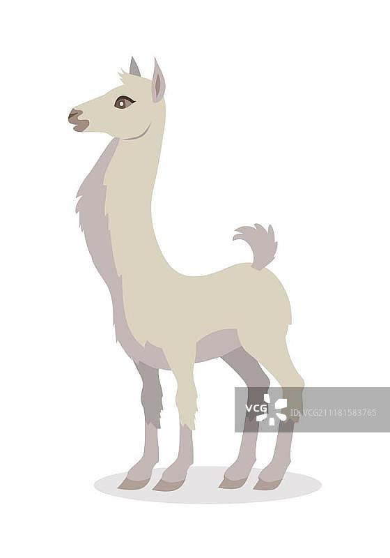 白色背景下的孤立羊驼：南美骆驼，用作肉类和驮畜，矢量插画图片素材