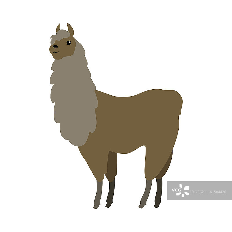 扁平风格美洲驼矢量图：野生与家养动物，南美洲动物群物种，适用于儿童读物和印刷品图片素材