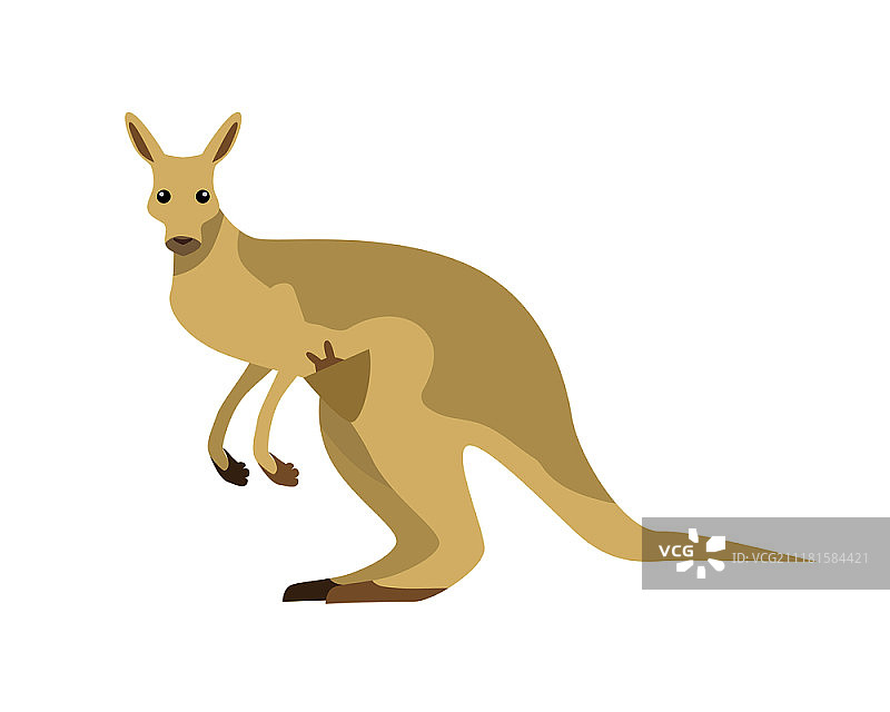 扁平风格的带宝宝的袋鼠矢量图。野生草食有袋动物。澳大利亚动物群物种。适用于自然概念、儿童书籍插图、印刷材料。在白色背景上隔离。扁平设计中的袋鼠矢量图图片素材