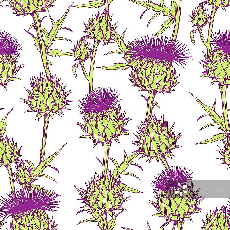具有Onopordum Acanthium的无缝图案。苏格兰蓟。图片素材