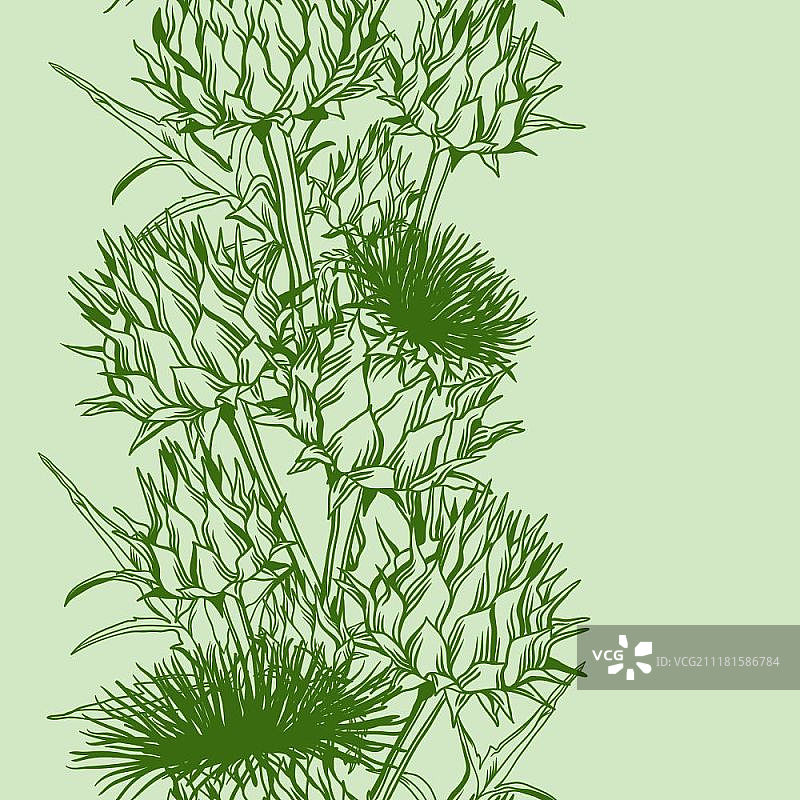 具有Onopordum Acanthium的无缝图案。苏格兰蓟。图片素材