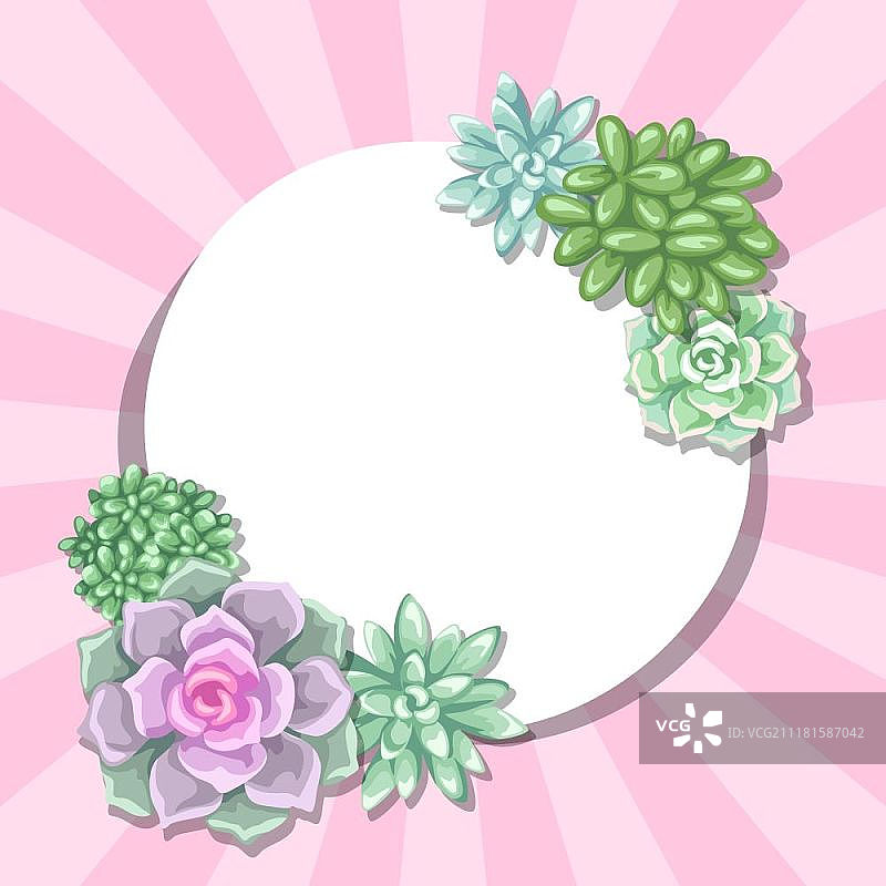 多肉植物贺卡：石莲花、玉树和驴尾图片素材