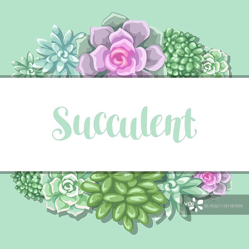 多肉植物贺卡：石莲花、玉树和驴尾图片素材