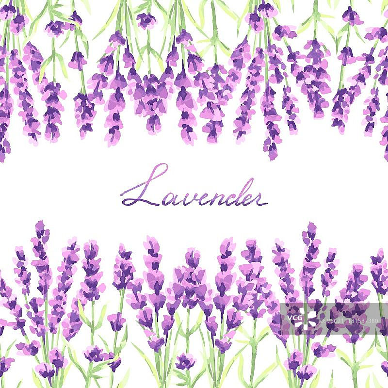 薰衣草花无缝图案，普罗旺斯草本植物水彩插画图片素材