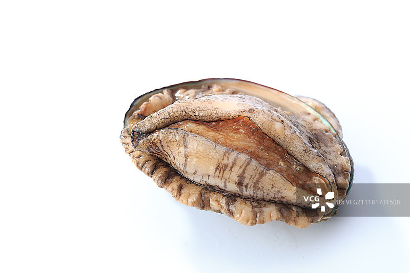 海鲜鲍鱼图片素材