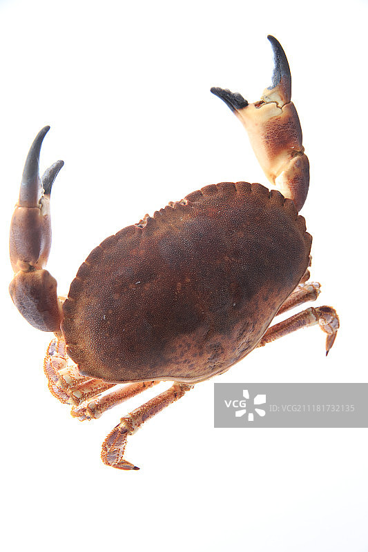 螃蟹图片素材
