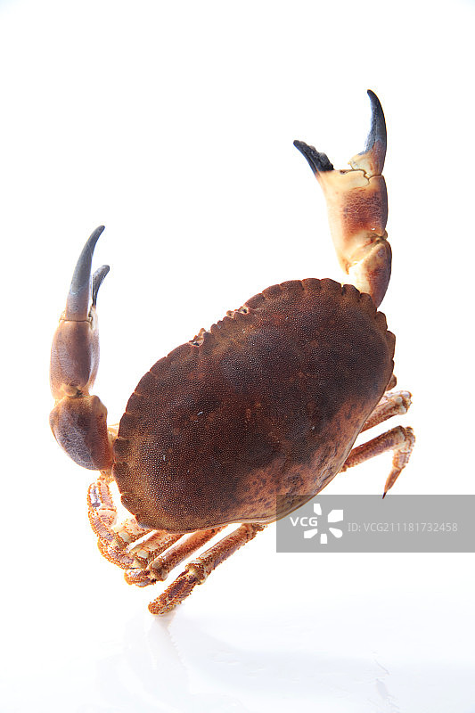 螃蟹图片素材