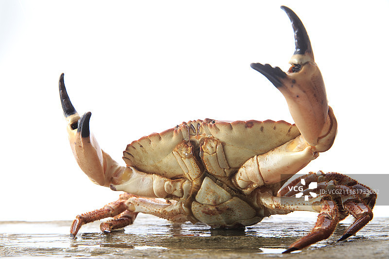 螃蟹图片素材