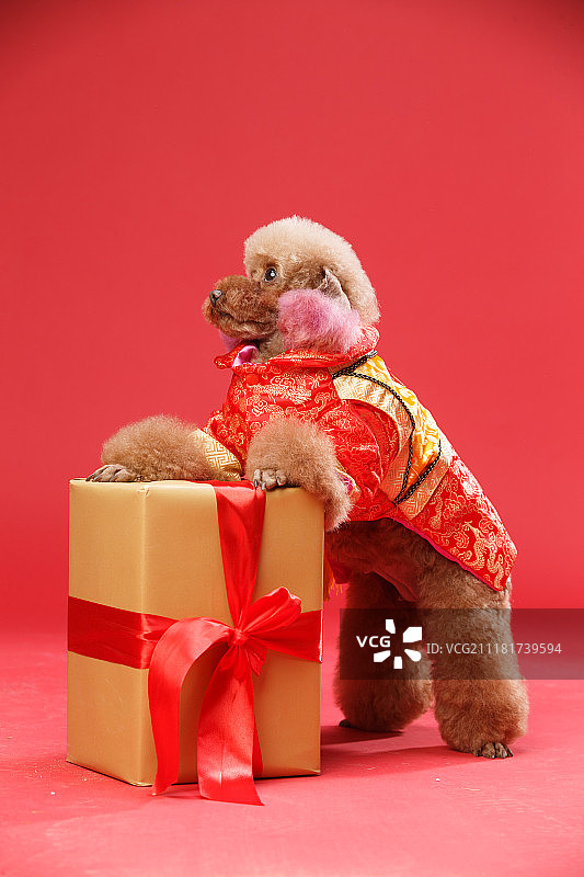 可爱的贵宾犬图片素材