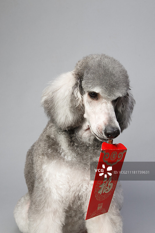 可爱的贵宾犬和红包图片素材
