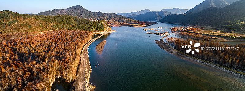 安徽 宁国 落羽杉湿地 秋色航拍图片素材